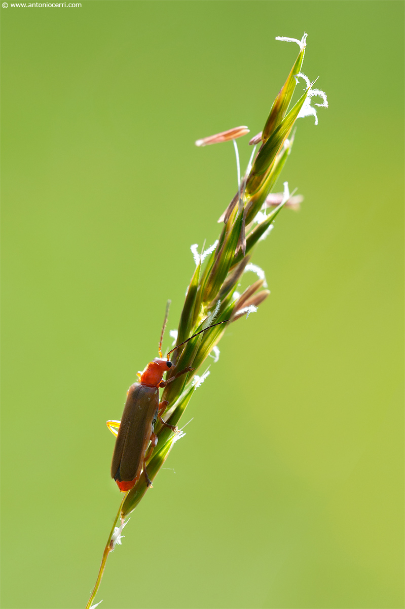 Aiuto per identificazione